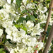 Bougainvillea Glabra "30 to 160cm" White - Greensouq - 