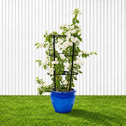Bougainvillea Glabra - White Paper Flower (30-160cm) | UAE's Favorite! - Greensouq -