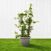 Bougainvillea Glabra - White Paper Flower (30-160cm) | UAE's Favorite! - Greensouq -