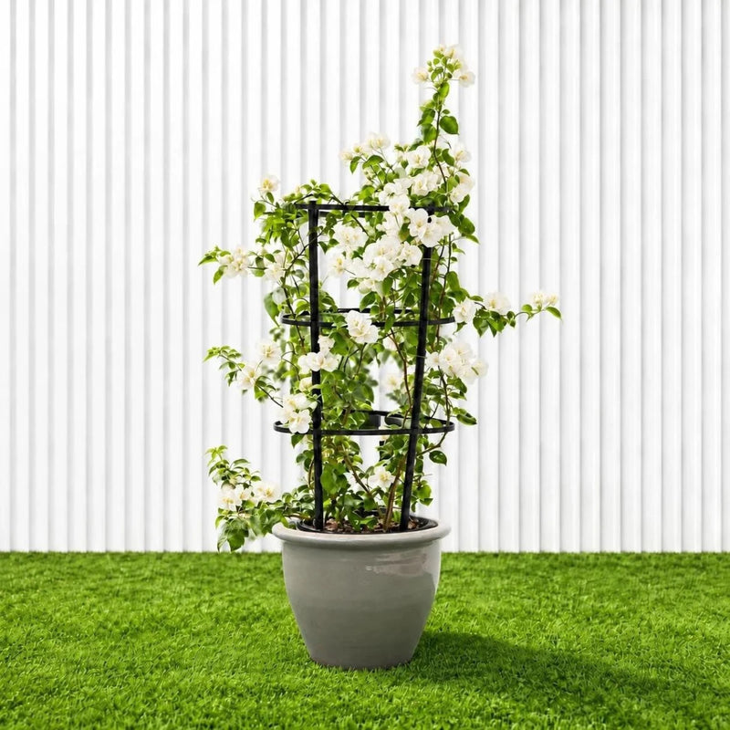 Bougainvillea Glabra - White Paper Flower (30-160cm) | UAE's Favorite! - Greensouq -