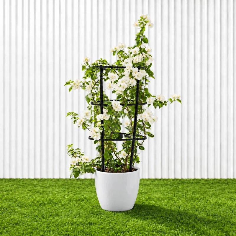 Bougainvillea Glabra - White Paper Flower (30-160cm) | UAE's Favorite! - Greensouq -