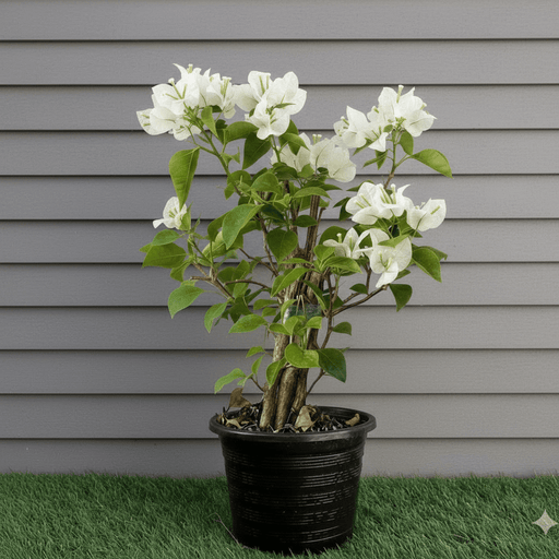 Bougainvillea Glabra - White Paper Flower (30 - 160cm) | UAE's Favorite! - Greensouq - 
