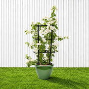 Bougainvillea Glabra - White Paper Flower (30-160cm) | UAE's Favorite! - Greensouq -