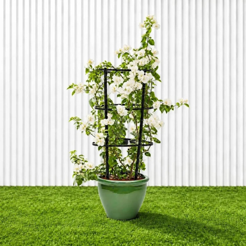 Bougainvillea Glabra - White Paper Flower (30-160cm) | UAE's Favorite! - Greensouq -