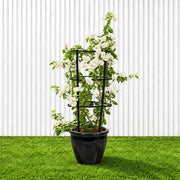 Bougainvillea Glabra - White Paper Flower (30-160cm) | UAE's Favorite! - Greensouq -
