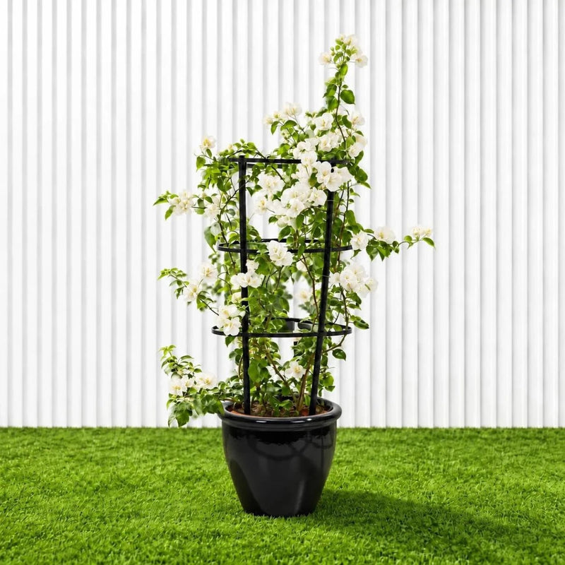 Bougainvillea Glabra - White Paper Flower (30-160cm) | UAE's Favorite! - Greensouq -
