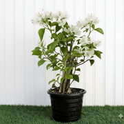 Bougainvillea Glabra - White Paper Flower (30 - 160cm) | UAE's Favorite! - Greensouq - 