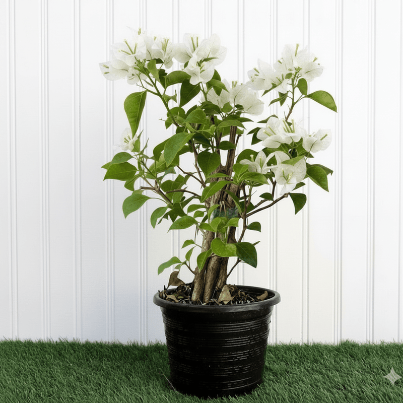 Bougainvillea Glabra - White Paper Flower (30 - 160cm) | UAE's Favorite! - Greensouq - 