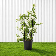 Bougainvillea Glabra - White Paper Flower (30-160cm) | UAE's Favorite! - Greensouq -