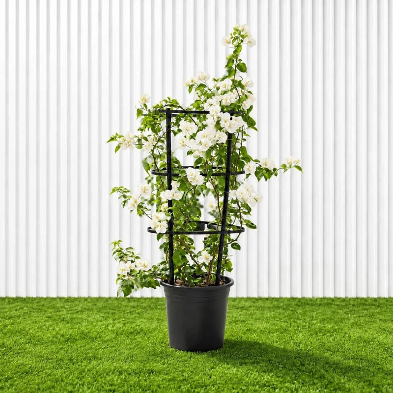 Bougainvillea Glabra - White Paper Flower (30-160cm) | UAE's Favorite! - Greensouq -