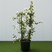 Bougainvillea Glabra - White Paper Flower (30 - 160cm) | UAE's Favorite! - Greensouq - 