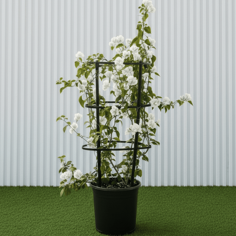 Bougainvillea Glabra - White Paper Flower (30 - 160cm) | UAE's Favorite! - Greensouq - 