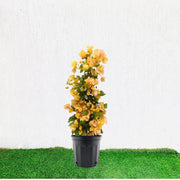 Bougainvillea Gold 0.8 - 1.5m - Greensouq - 
