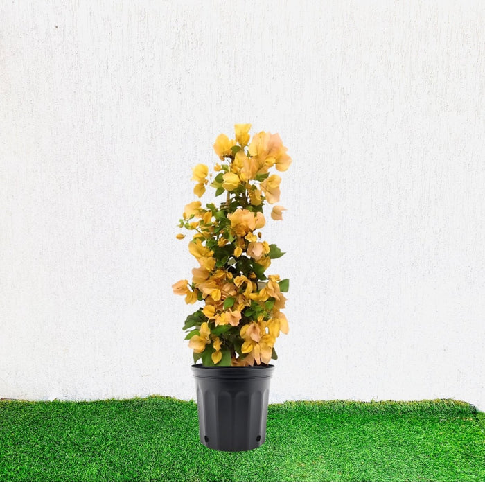 Bougainvillea Gold 0.8 - 1.5m - Greensouq - 