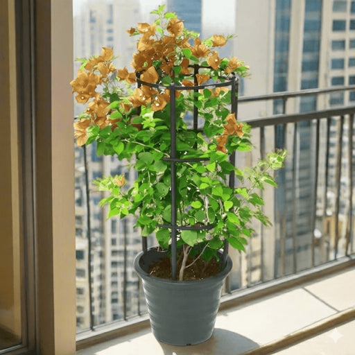 Bougainvillea Gold 0.8 - 1.5m - Greensouq - 