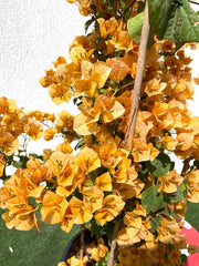 Bougainvillea Gold 0.8 - 1.5m - Greensouq - 