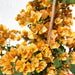 Bougainvillea Gold 0.8 - 1.5m - Greensouq - 