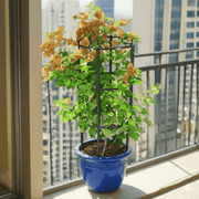 Bougainvillea Gold - Greensouq - 