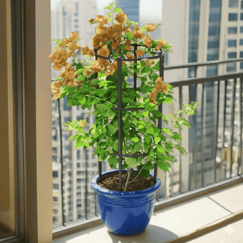 Bougainvillea Gold - Greensouq - 