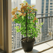 Bougainvillea Gold - Greensouq - 