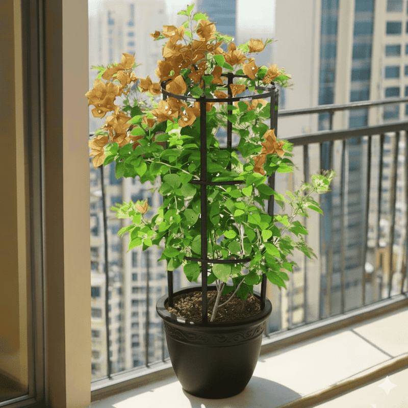 Bougainvillea Gold - Greensouq - 