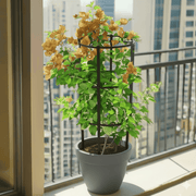 Bougainvillea Gold - Greensouq - 