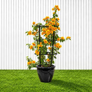 Bougainvillea Gold | Dubai's Favorite Blooms! - Greensouq -