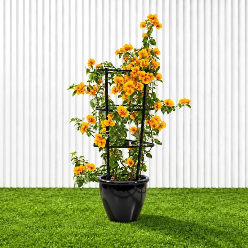 Bougainvillea Gold | Dubai's Favorite Blooms! - Greensouq -