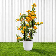 Bougainvillea Gold | Dubai's Favorite Blooms! - Greensouq -