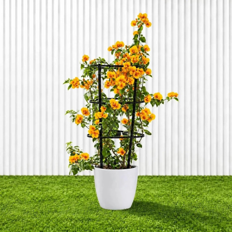 Bougainvillea Gold | Dubai's Favorite Blooms! - Greensouq -