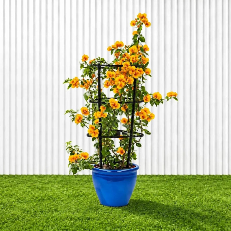 Bougainvillea Gold | Dubai's Favorite Blooms! - Greensouq -