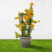 Bougainvillea Gold | Dubai's Favorite Blooms! - Greensouq -