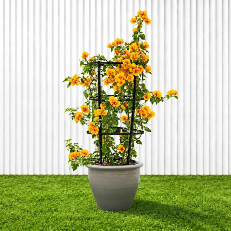 Bougainvillea Gold | Dubai's Favorite Blooms! - Greensouq -