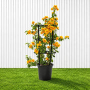 Bougainvillea Gold | Dubai's Favorite Blooms! - Greensouq -