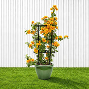 Bougainvillea Gold | Dubai's Favorite Blooms! - Greensouq -