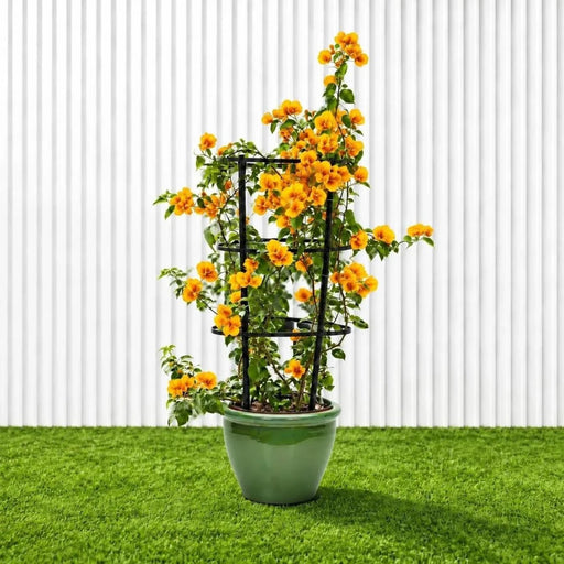 Bougainvillea Gold | Dubai's Favorite Blooms! - Greensouq -