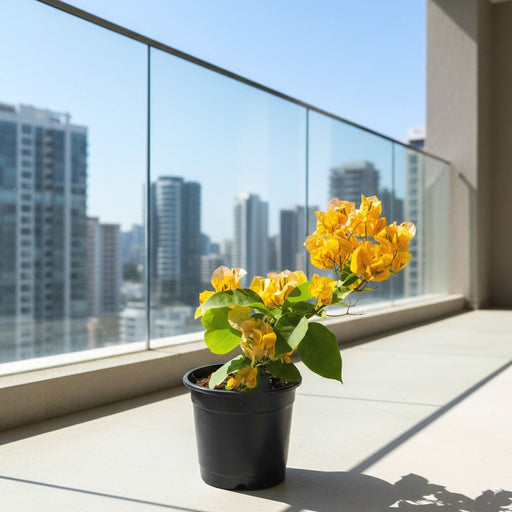 Bougainvillea 'Gold' Plant - Stake Free 20 - 40cm| Vibrant Yellow - Orange Blooms | Hardy Flowering Climber - Greensouq - 