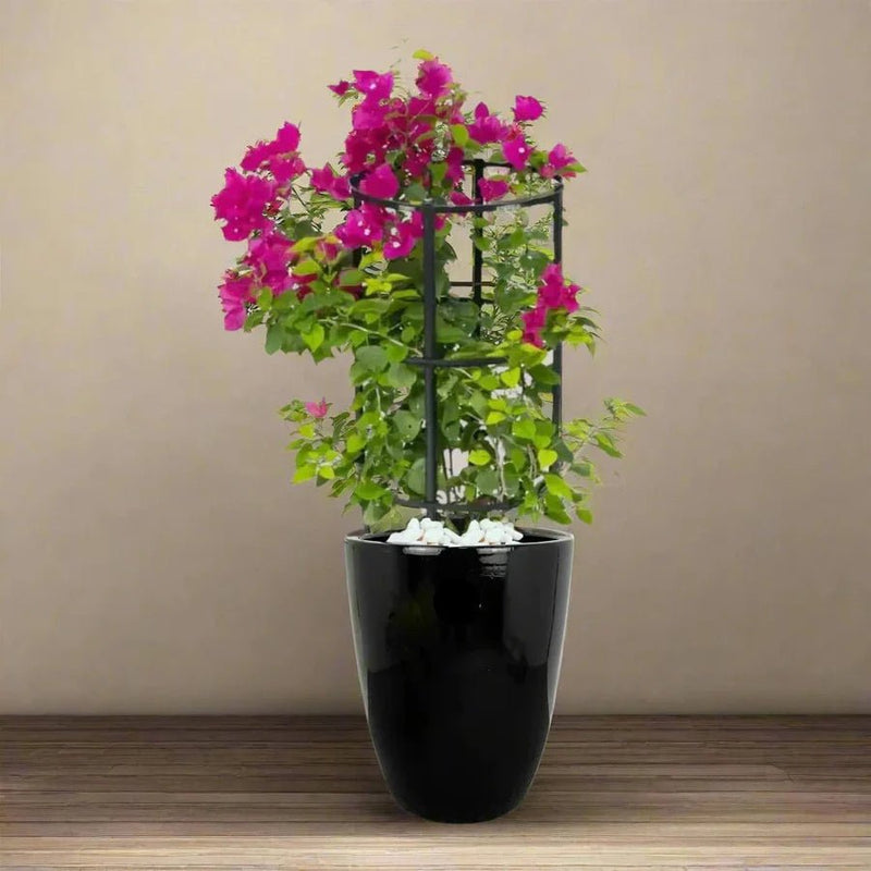 Bougainvillea In Black Ceramic Pot - Greensouq - 