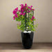 Bougainvillea In Black Ceramic Pot - Greensouq - 