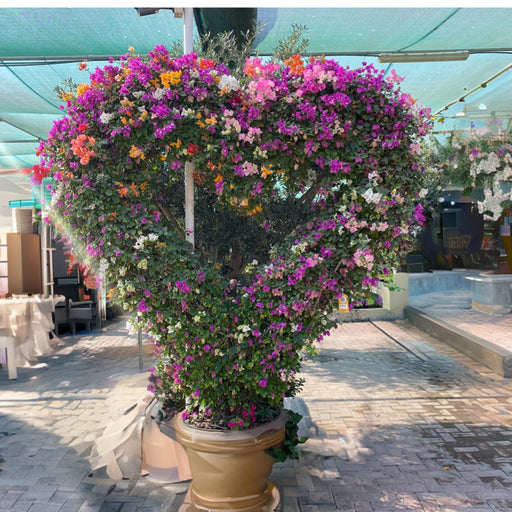 Bougainvillea Heart Shape Plant