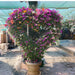 Bougainvillea Mix XL Heart Shape 2.0m - 2.5m - Greensouq - 