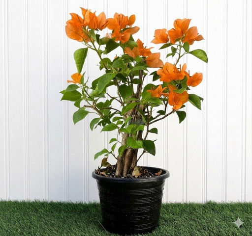 Bougainvillea Orange (30 - 160cm) | UAE Garden Glory! - Greensouq - 
