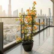 Bougainvillea Orange (30 - 160cm) | UAE Garden Glory! - Greensouq - 