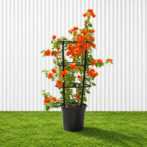 Bougainvillea Orange (30-160cm) | UAE Garden Glory! - Greensouq -