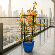 Bougainvillea Orange (30 - 160cm) | UAE Garden Glory! - Greensouq - 