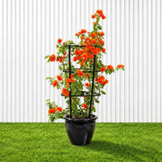 Bougainvillea Orange (30-160cm) | UAE Garden Glory! - Greensouq - outdoor