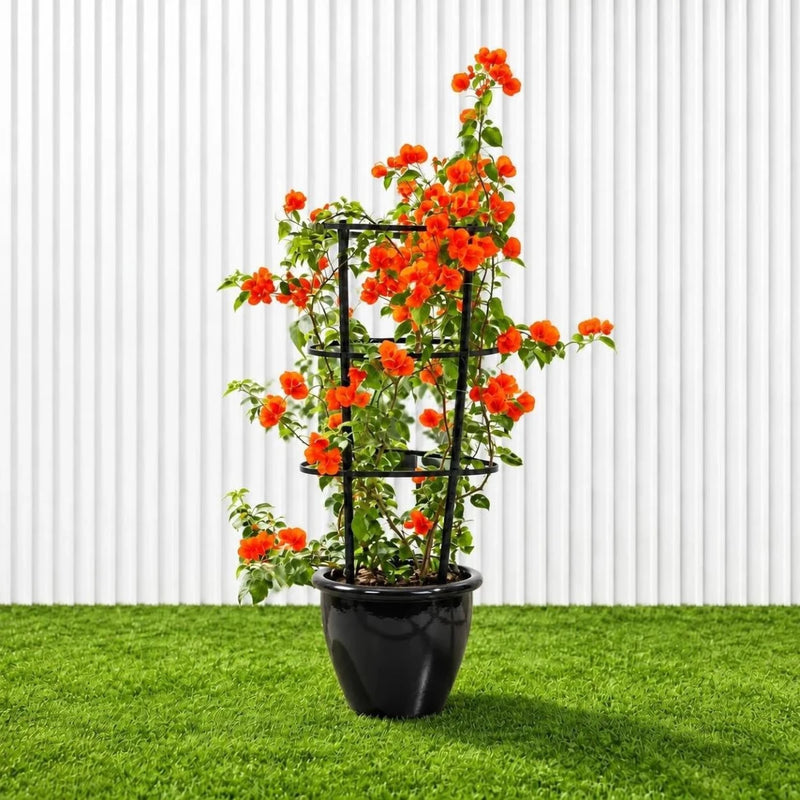 Bougainvillea Orange (30-160cm) | UAE Garden Glory! - Greensouq - outdoor