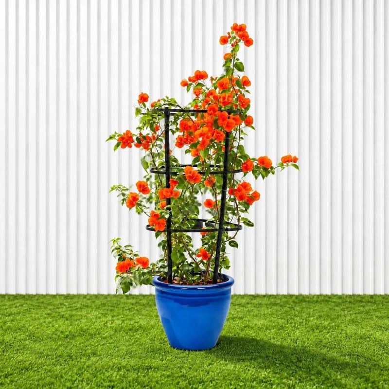 Bougainvillea Orange (30-160cm) | UAE Garden Glory! - Greensouq - outdoor