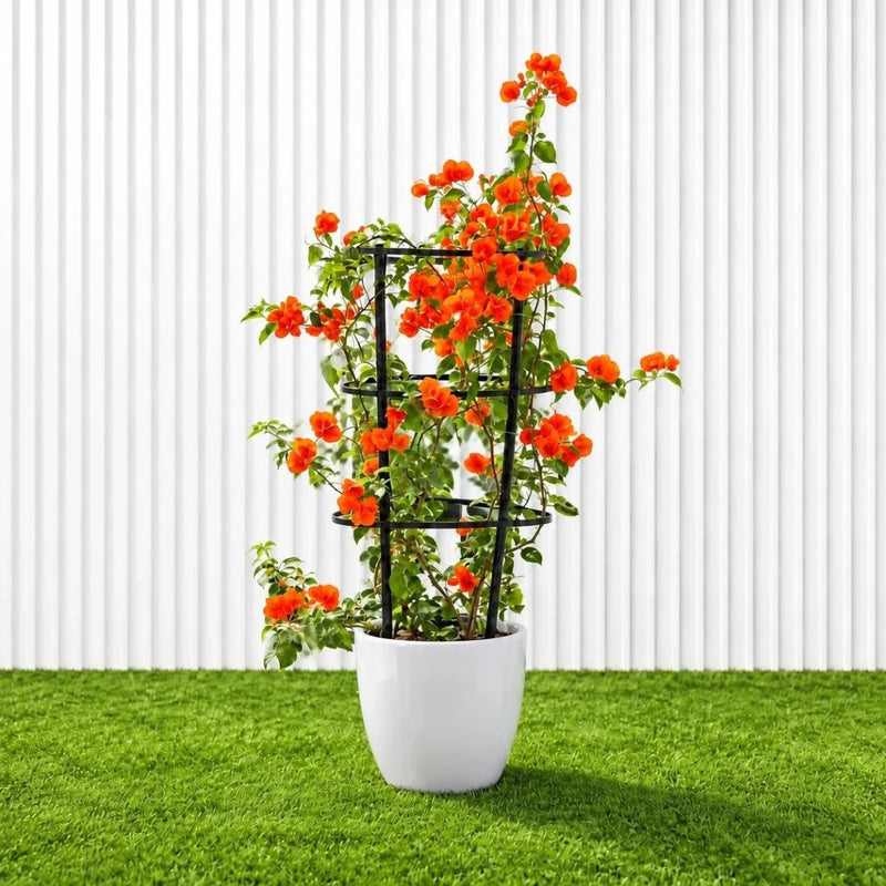 Bougainvillea Orange (30-160cm) | UAE Garden Glory! - Greensouq - outdoor