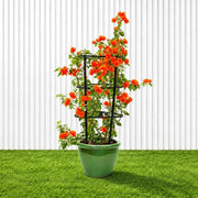 Bougainvillea Orange (30-160cm) | UAE Garden Glory! - Greensouq - outdoor
